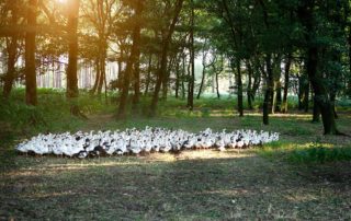 Vente de canards gras des Landes chez La Comtesse de Barole