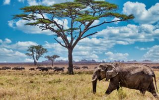 Que faire et que visiter lors de son voyage en Tanzanie ?