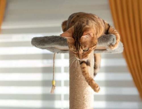 L’arbre à chat : l’accessoire indispensable pour les chats d’intérieur