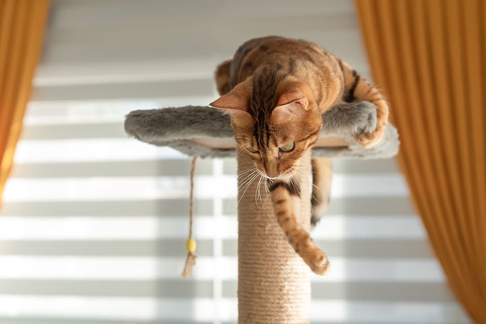 L'arbre à chat : l’accessoire indispensable pour les chats d’intérieur