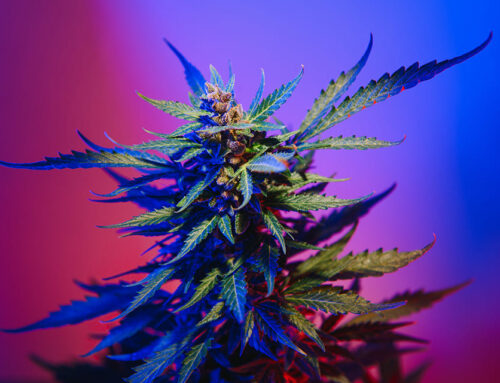 Addict au cannabis ? Le laser et l’hypnose au service des dépendances