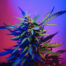 Addict au cannabis ? Le laser et l'hypnose au service des dépendances