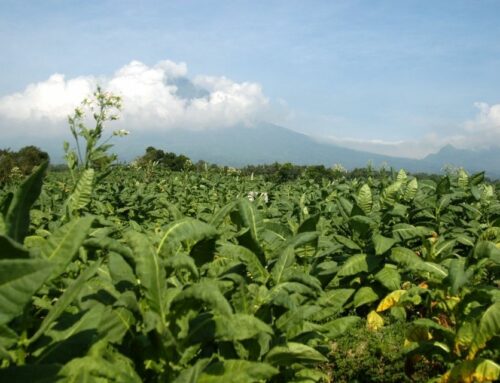 Les coopératives de planteurs : Un modèle économique viable pour le tabac naturel ?