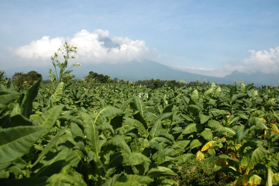 Les coopératives de planteurs : Un modèle économique viable pour le tabac naturel ?