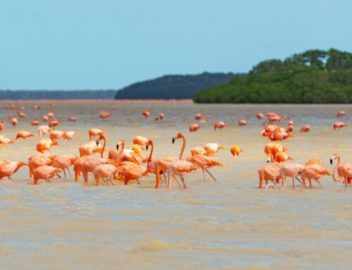 Explorez la biodiversité du Yucatan lors de votre voyage au Mexique