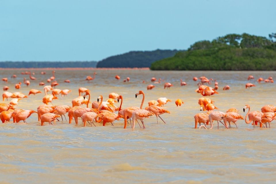 Explorez la biodiversité du Yucatan lors de votre voyage au Mexique