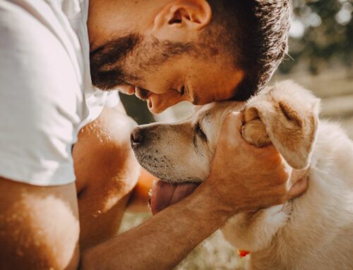 Peut-on trop aimer son chien ? Quand l’affection devient contre-productive