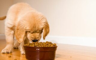 Croquettes pour chien : nos astuces pour faire le bon choix