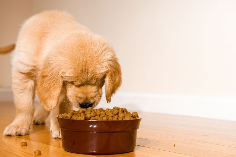 Croquettes pour chien : nos astuces pour faire le bon choix