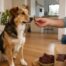 Quand donner de la viande séchée à un chien ?